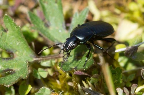 Réf. 230 282 : Poecilus lepidus